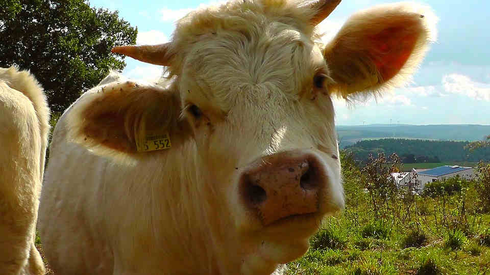 [cow]